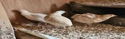 Quail poultry for sale: Coturnix quail celadon chicks and hatching eggs - Advert 3