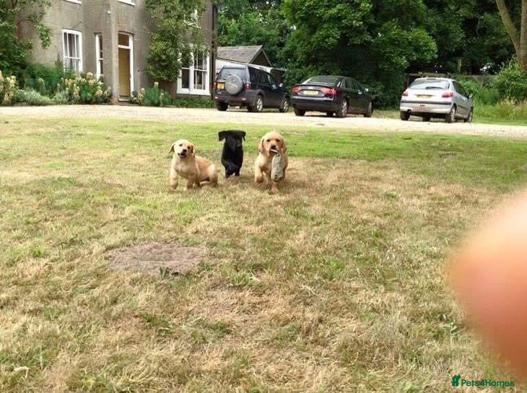 Labrador Retriever dogs for sale: Stunning traditional labrador puppies  - Advert 4