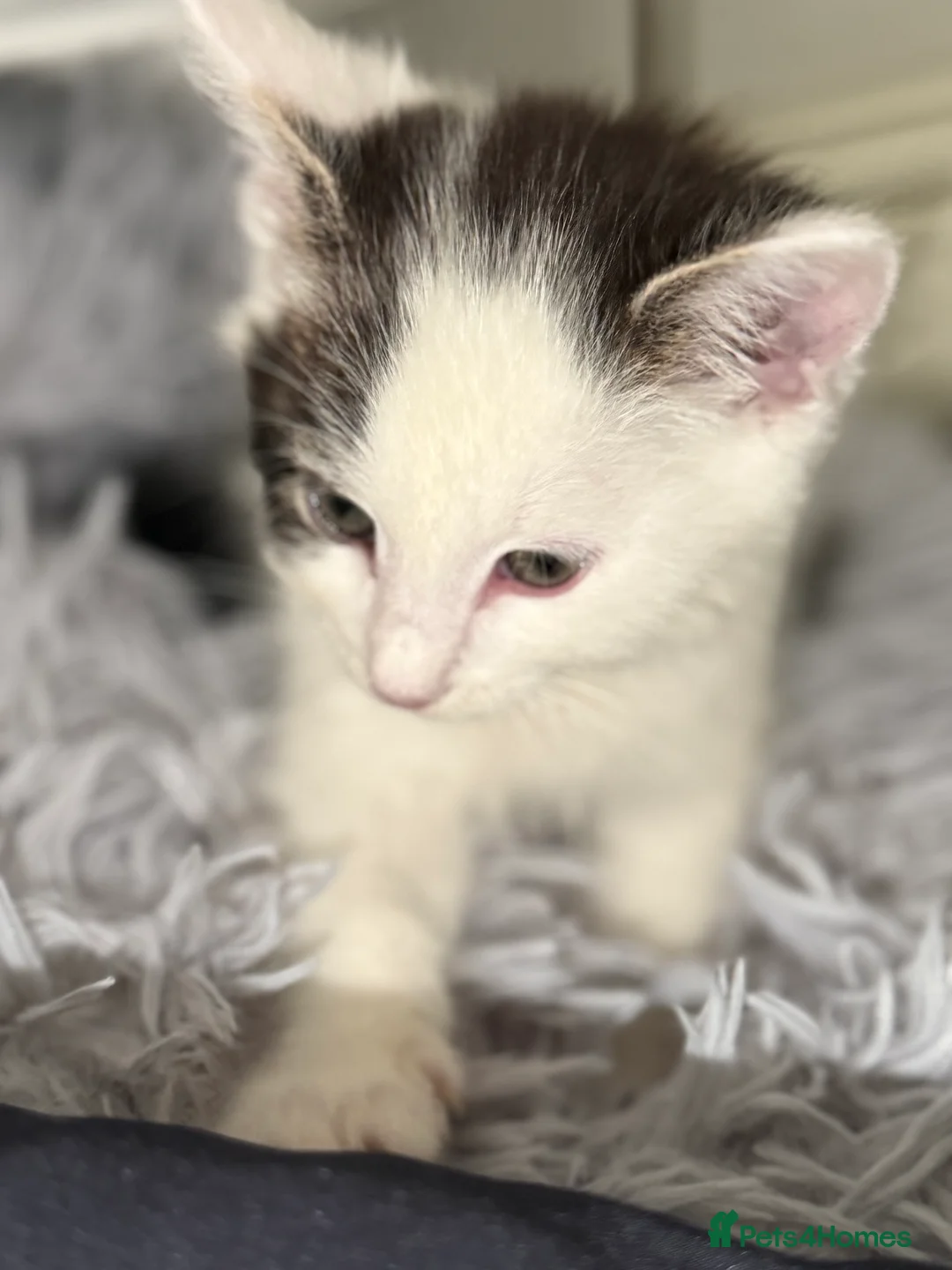 Mixed Breed cats for sale: BEAUTIFUL TABBY✨ AND DOMESTIC MIX KITTENS❤️ - Advert 2