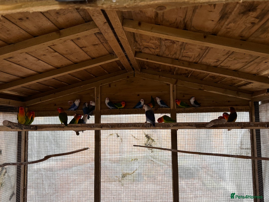 Lovebirds birds for sale: Lovebirds for sale - Advert 4