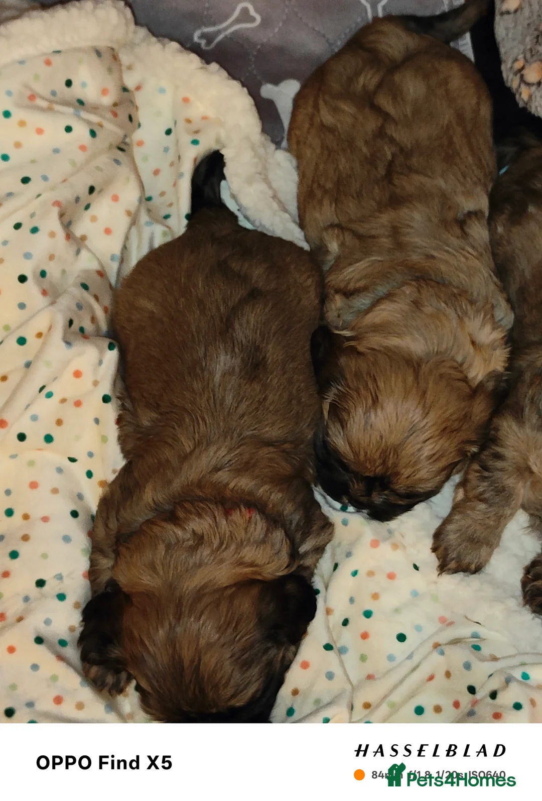 Cava Tzu dogs for sale: CAVA TZU FOR SALE - Advert 6