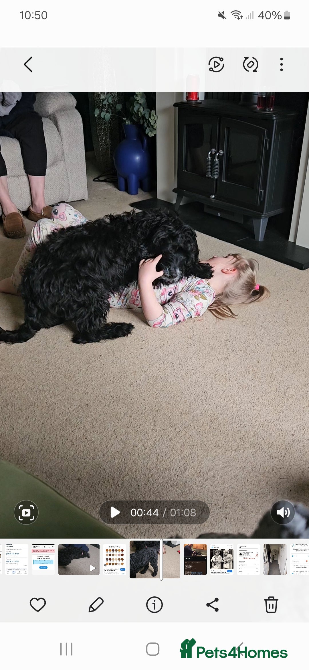 Mixed Breed dogs Bundles of love ❤️ and fun!! - Advert 1