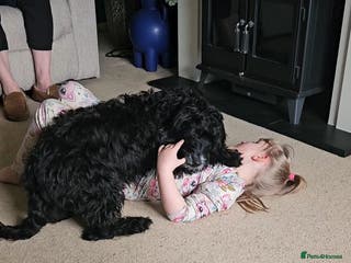 Mixed Breed dogs Bundles of love ❤️ and fun!! - Advert 1