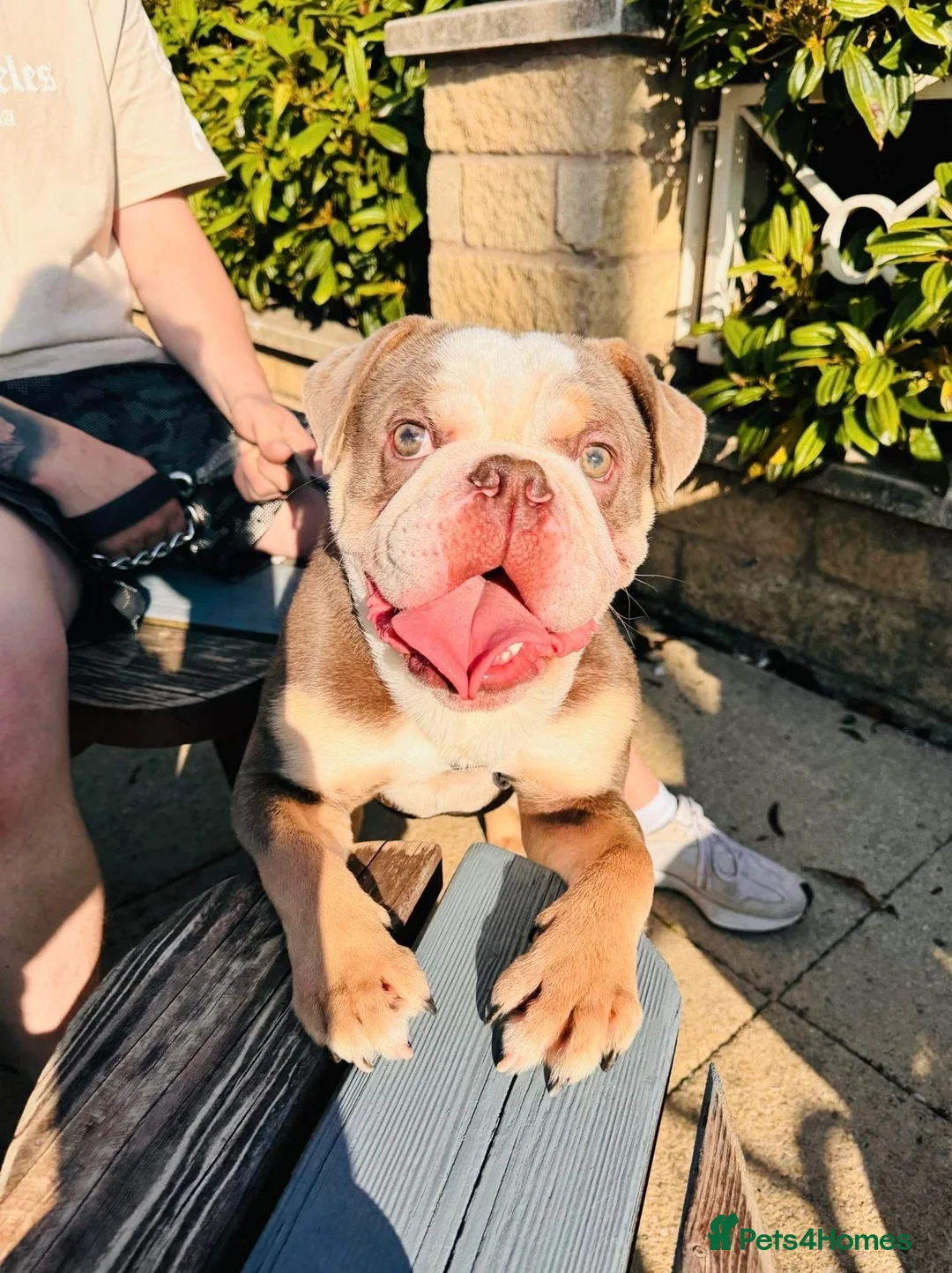 Mixed Breed dogs for sale: Male English bulldog for re homing  in Burnley - Advert 1