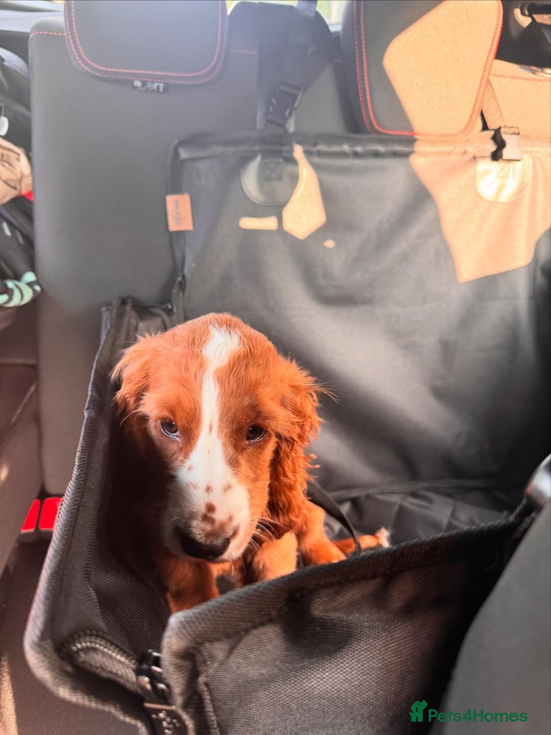 Cockapoo dogs for sale: Beautiful Puppy Pixie Looking for a Loving Home - Advert 6