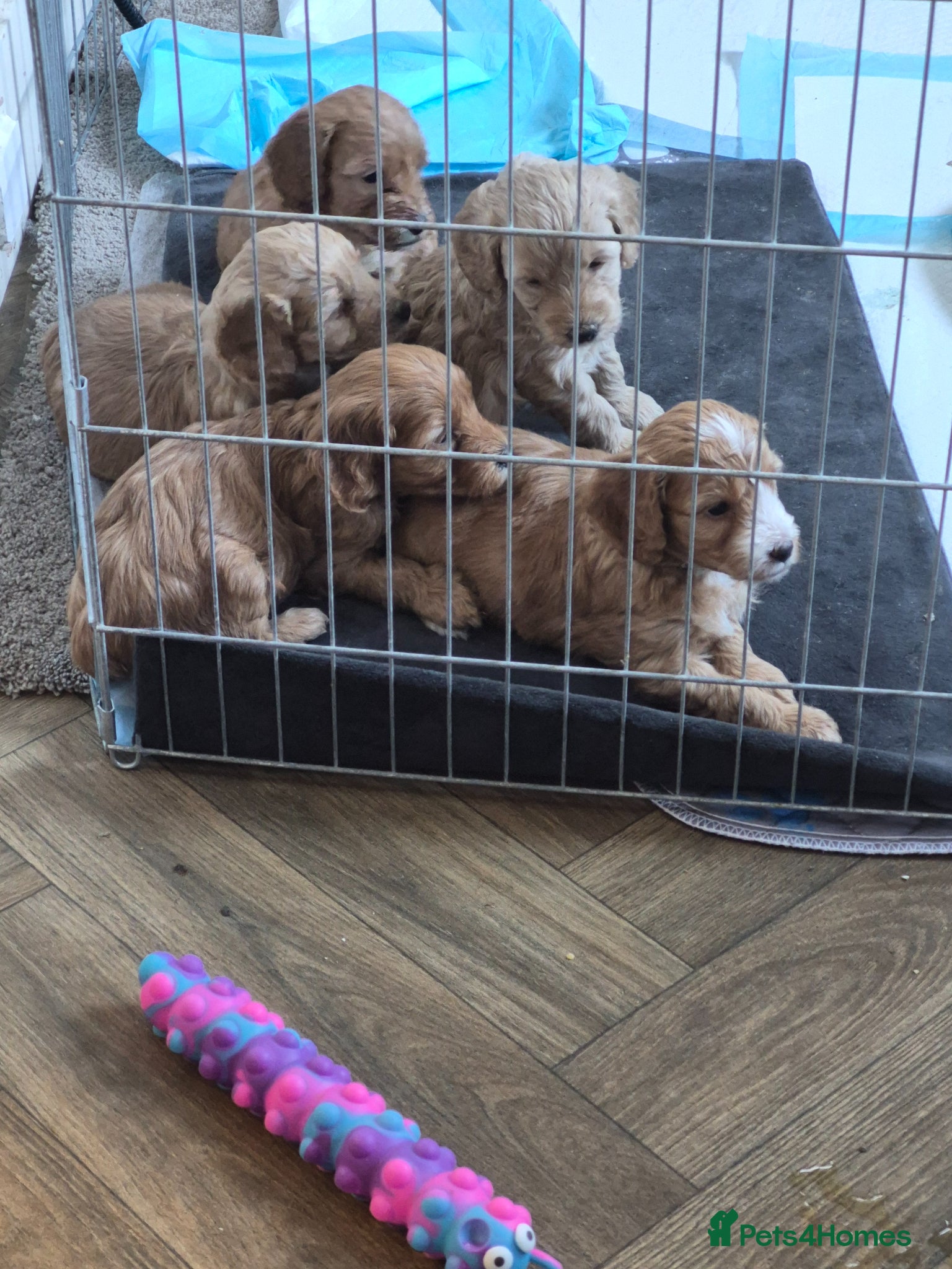 Cockapoo dogs Ready to leave in 3 weeks beautiful cockapoo pups - Advert 1