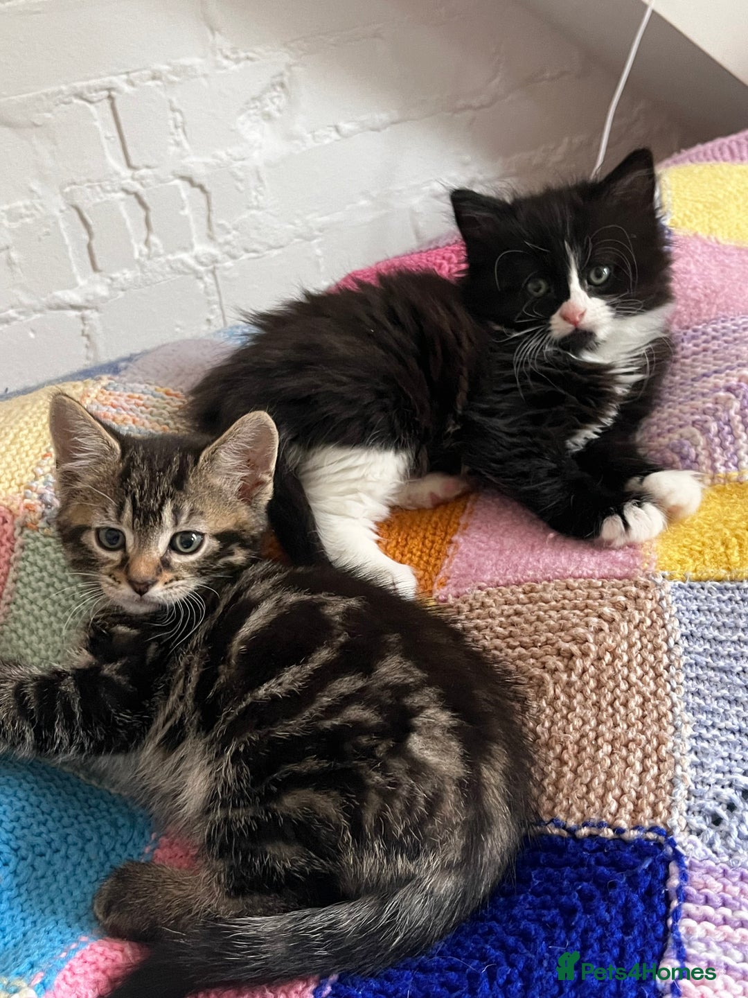 Mixed Breed cats for sale: Playful kittens ready to leave! - Image 20