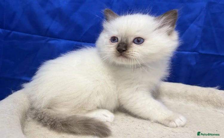 Ragdoll cats - Advert 1