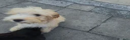 Mixed Breed dogs for sale: For sale cockapoo and springer spaniel - Advert 8