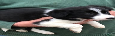 Border Collie Puppy 3