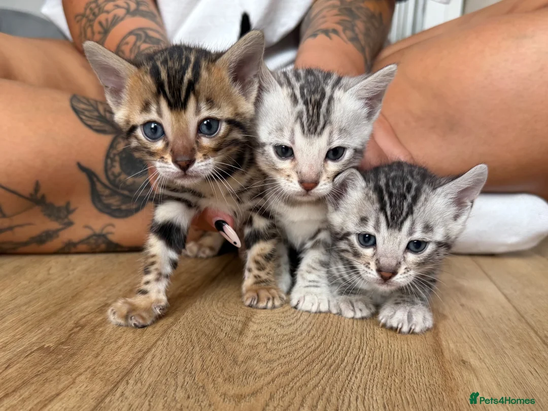 Bengal cats for sale: TICA registered pure bred Bengal kittens - Advert 1