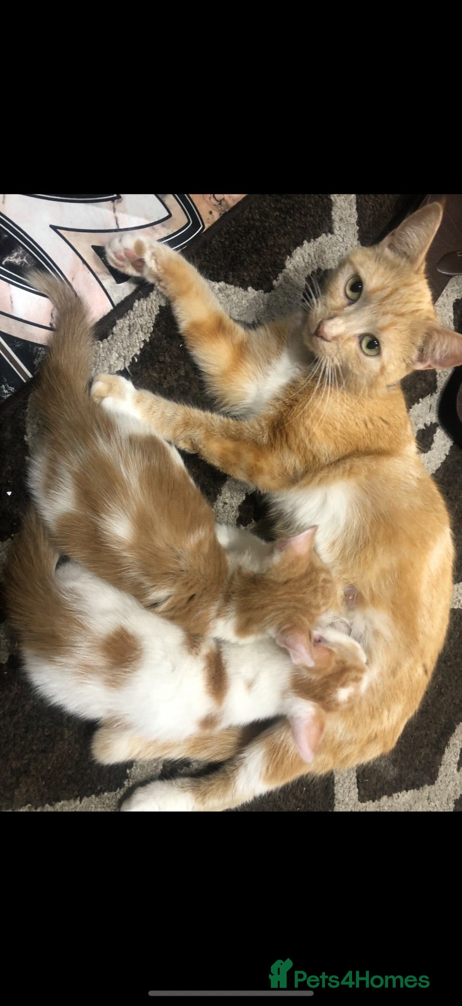 Mixed Breed cats Stunning ginger and white kittens available!!! - Advert 13
