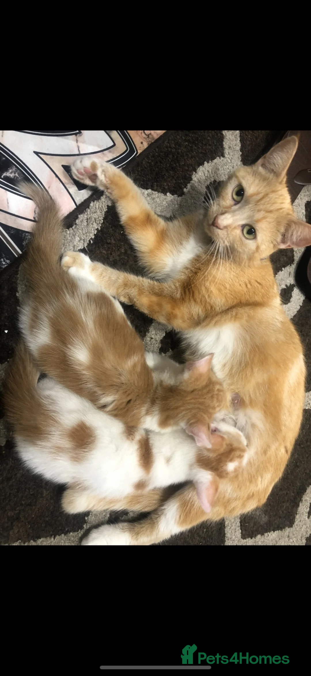 Mixed Breed cats for sale: Stunning ginger and white kittens available!!! - Advert 1