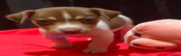 Jack Russell dogs for sale: Miniature Jack Russell  - Advert 22