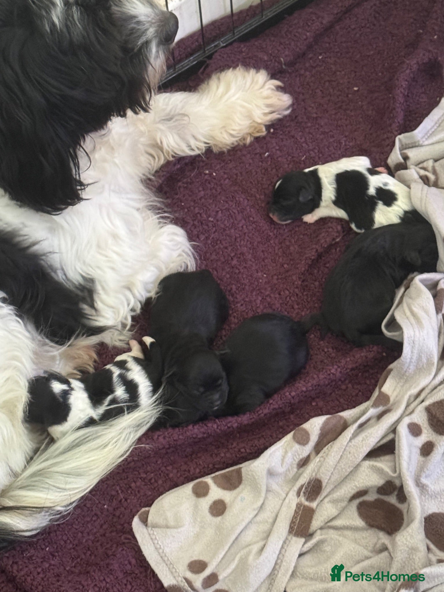 Mixed Breed dogs Springer-Poo puppies - Advert 2