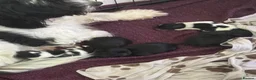 Mixed Breed dogs for sale: Springer-Poo puppies - Advert 2