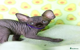 Sphynx cats for sale: Bloodline Sphynx Kittens  - Image 18