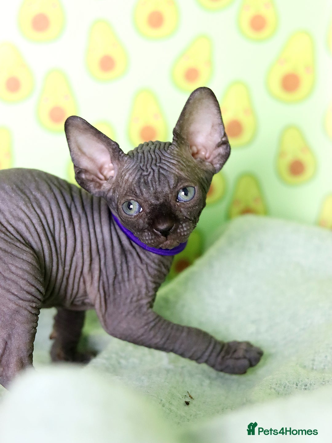 Sphynx cats for sale: Bloodline Sphynx Kittens  - Image 18