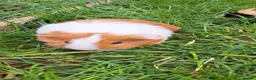 Guinea Pig rodents for sale: Adorable baby guinea pigs  - Advert 9