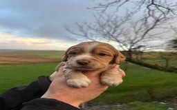 Cocker Spaniel dogs for sale: Cocker Spaniels Puppies - Advert 5