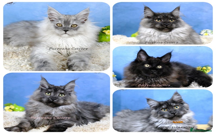 Maine Coon cats - Advert 6