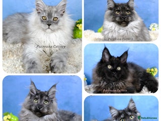 Maine Coon cats - Advert 31