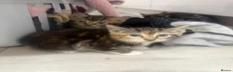 Mixed Breed cats for sale: 3 tabby kittens for sale - Advert 2
