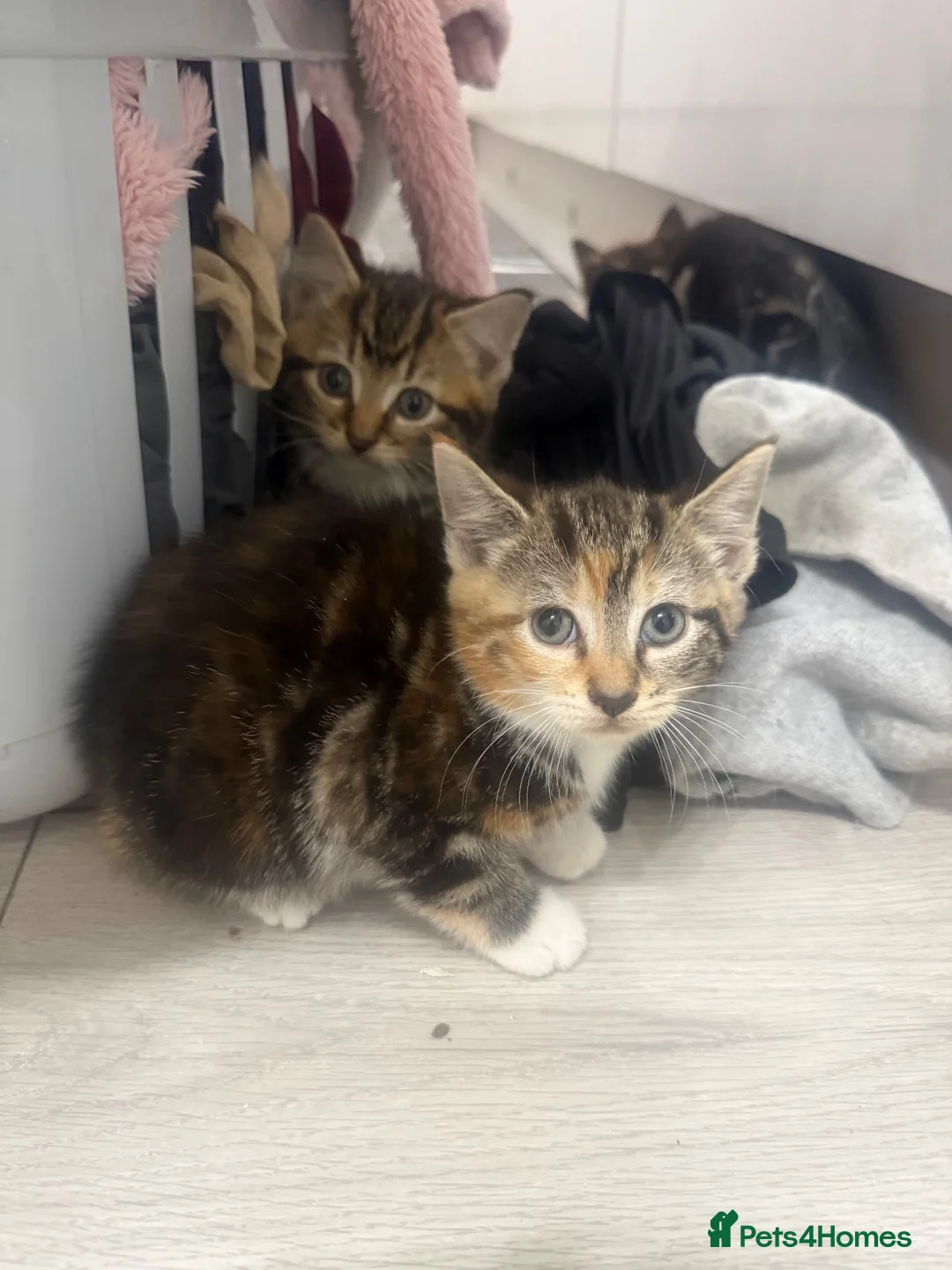 Mixed Breed cats for sale: 3 tabby kittens for sale - Advert 2