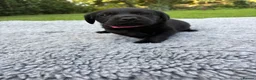 Labrador Retriever dogs for sale: Black Labrador Puppies - Advert 9