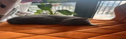Mixed Breed cats for sale: Grey male kitten - Advert 5