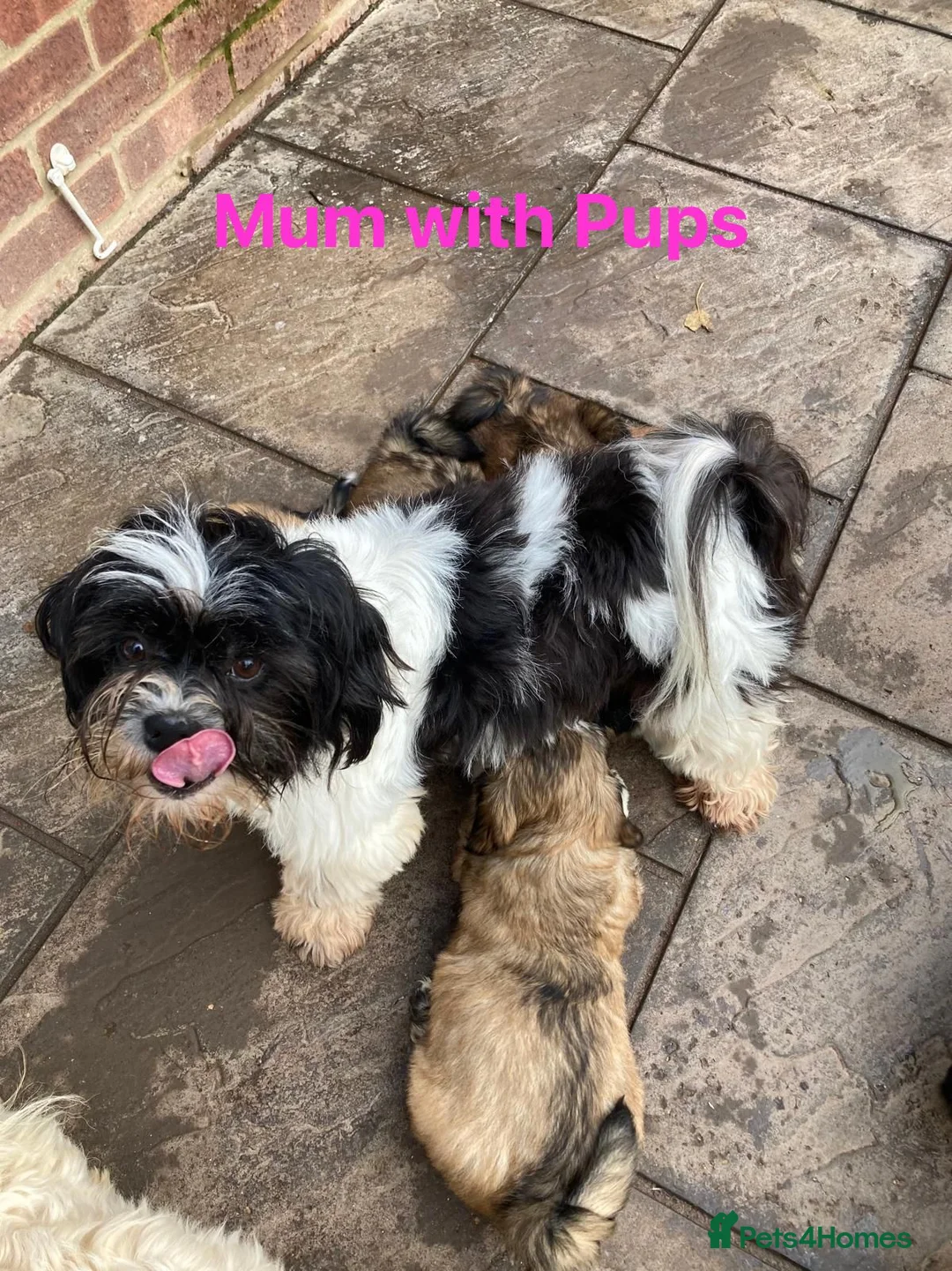 Lhasa Apso dogs for sale: Seven Beautiful RKC reg. Pups GPRA Clear in Wisbech - Advert 25
