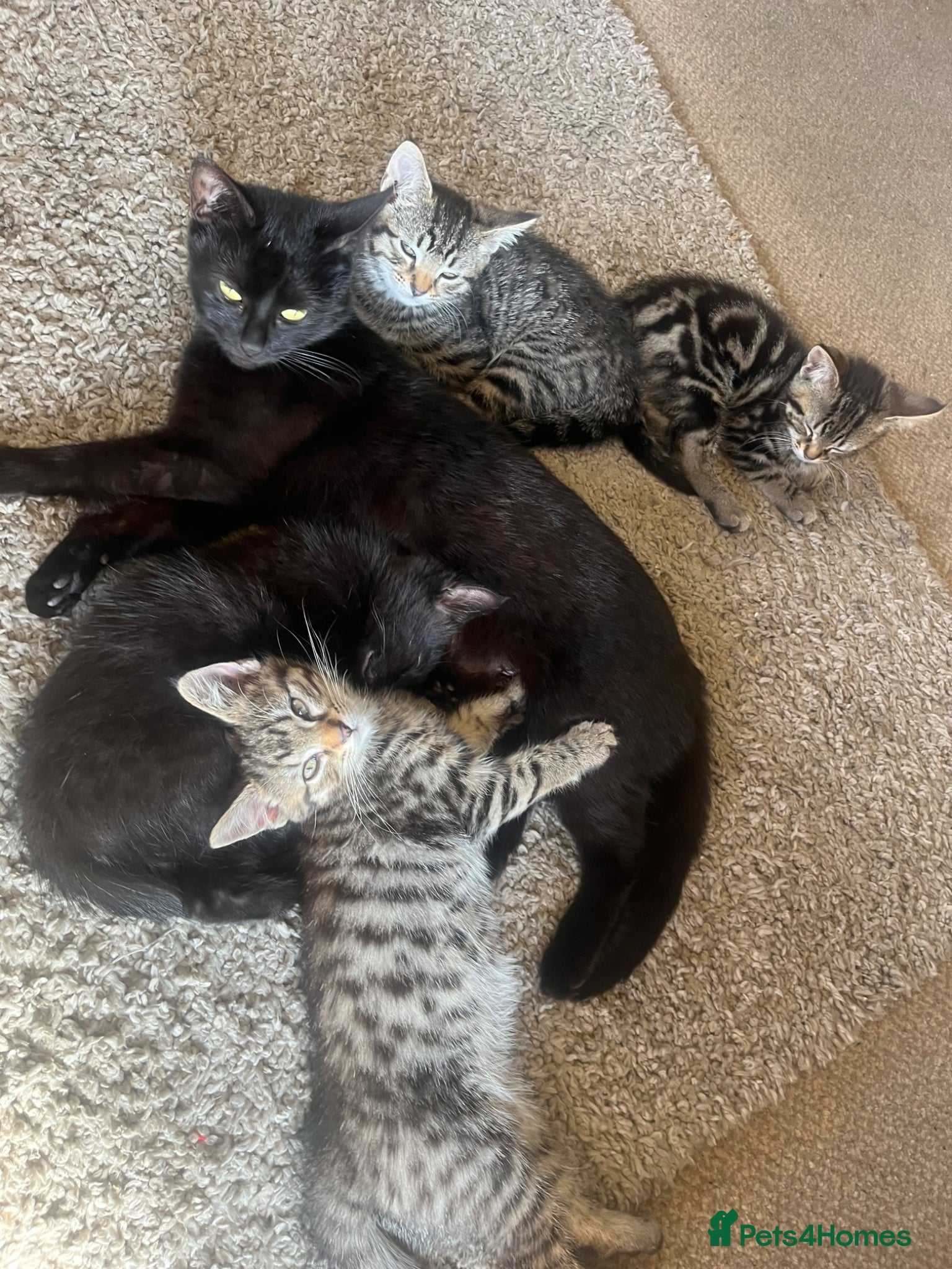 Mixed Breed cats Kittens for sale  - Advert 2