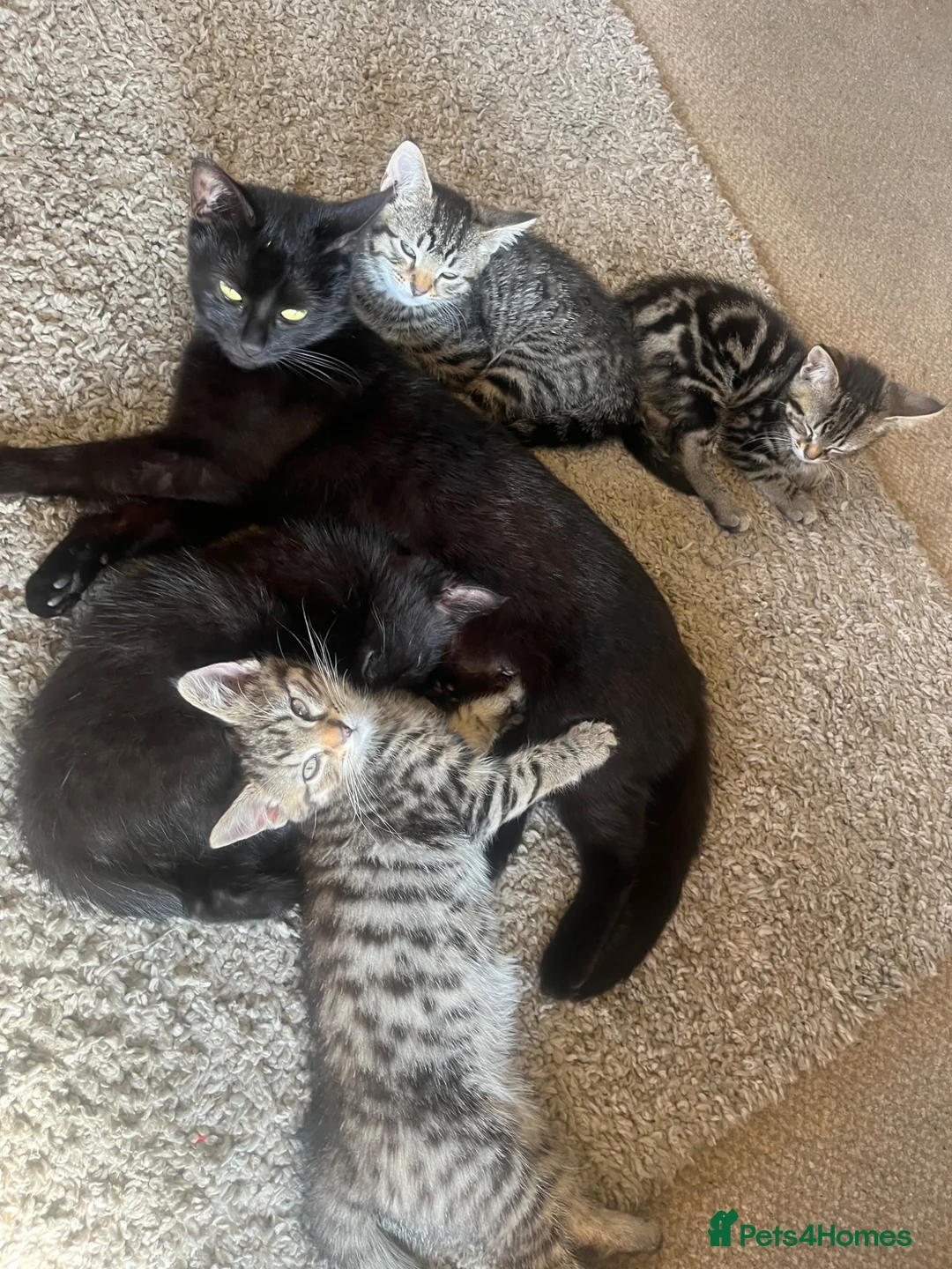 Mixed Breed cats for sale: Kittens for sale  in Boston - Advert 1