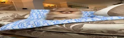 Pomeranian dogs for sale: Chocolate Merle Boy - Advert 22