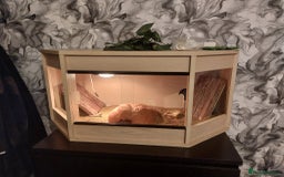 Lizard reptiles for sale: Jeweled leserta  - Image 1
