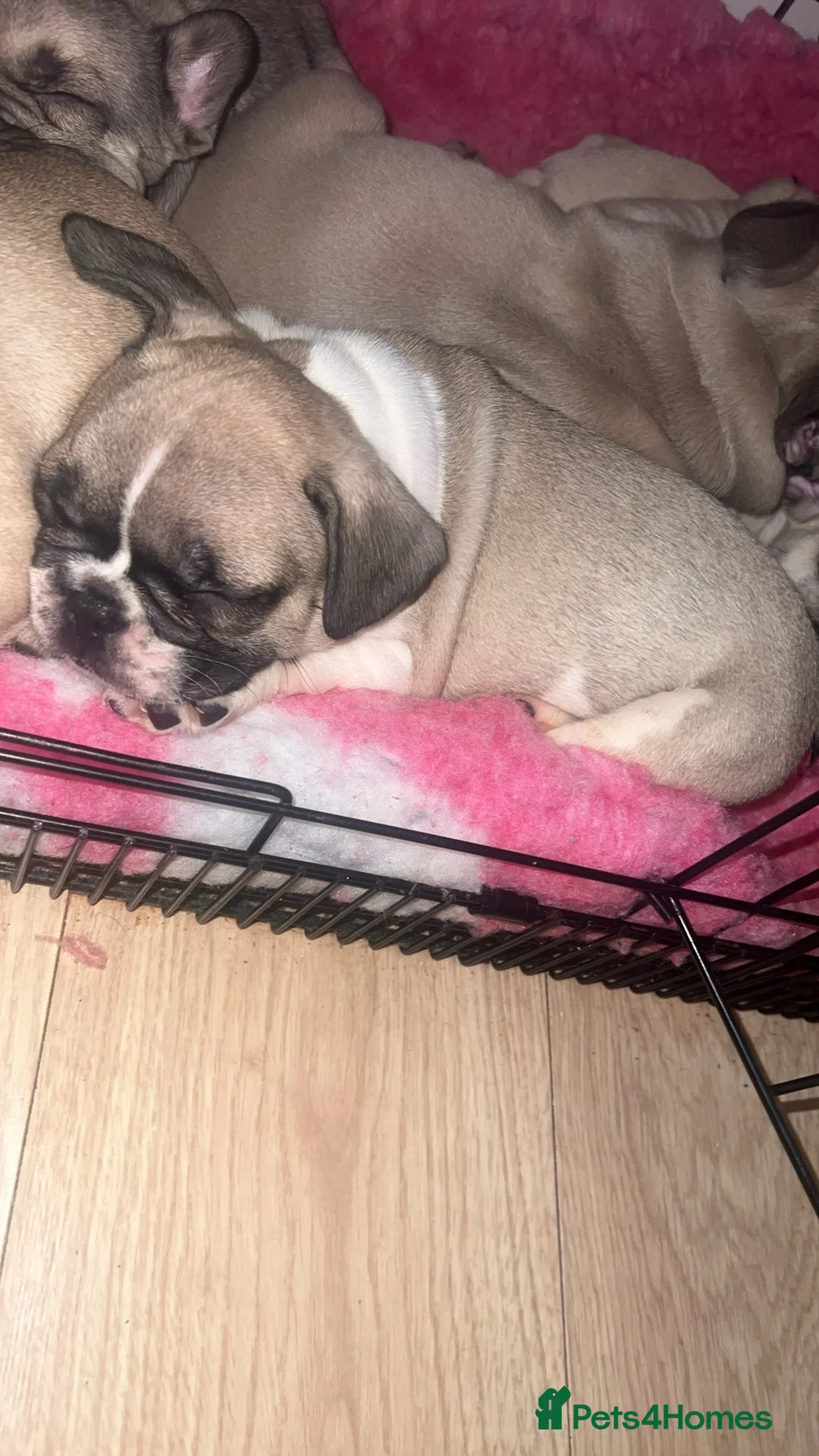French Bulldog dogs for sale: French bulldog puppies for sale in Derby - Advert 7