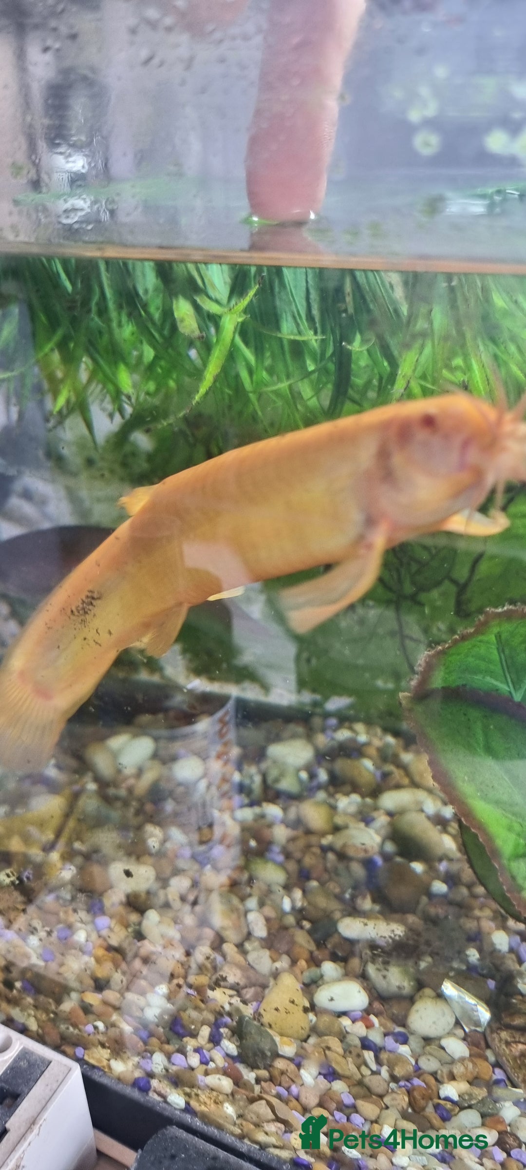 Gouramis fish for sale: Gourami catfish knife gish - Image 4