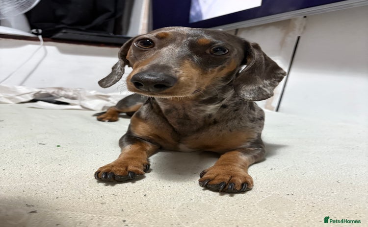 Miniature Dachshund dogs - Advert 9
