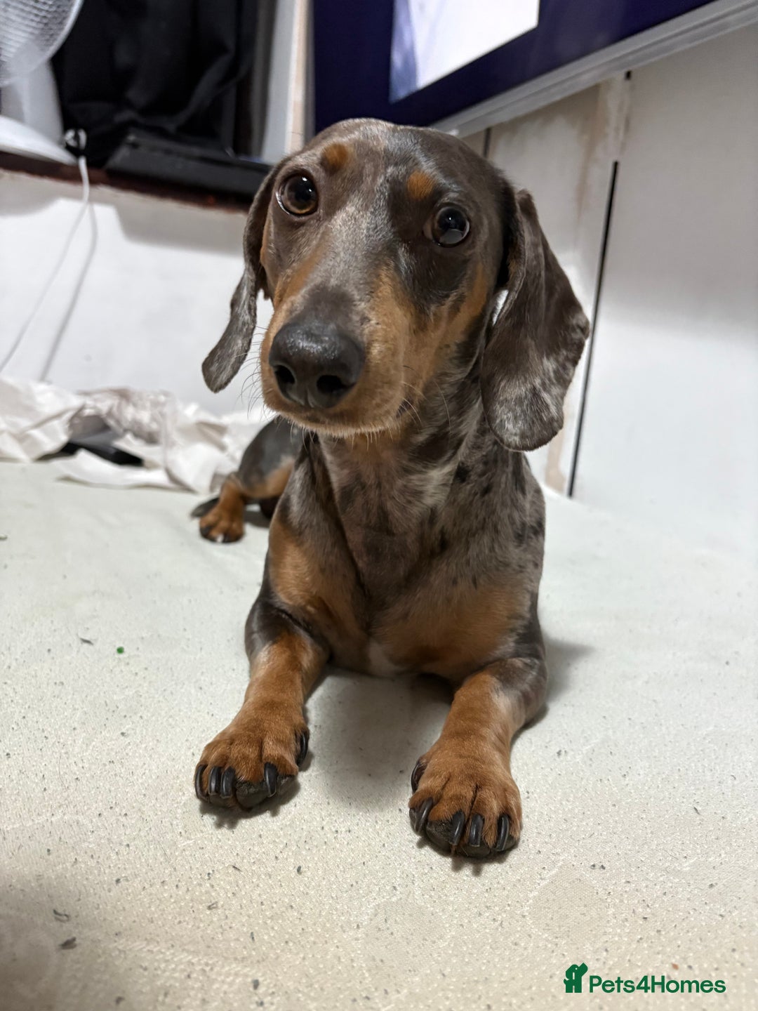 Miniature Dachshund dogs for stud: **STUD**miniture dachshund  - Image 1