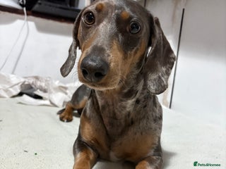 Miniature Dachshund dogs - Advert 23