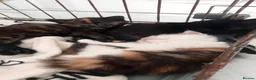 British Longhair cats for sale: Small kittens available now in london - Advert 34
