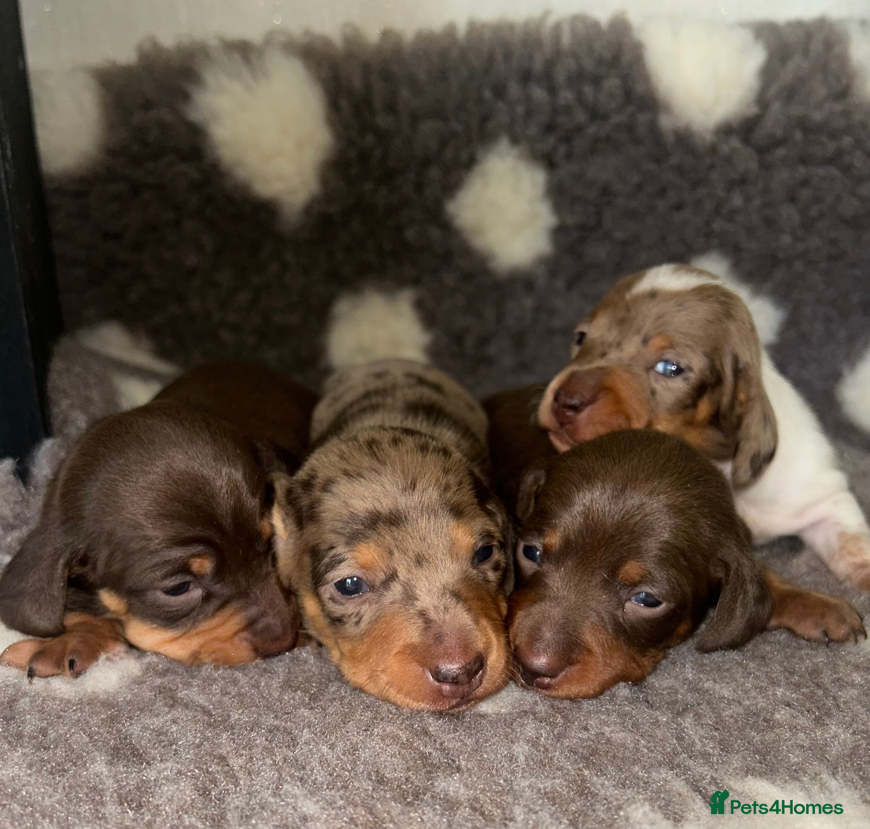 Miniature Dachshund dogs Miniature Smooth Dachshund Puppies   - Advert 5
