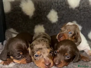 Miniature Dachshund dogs Miniature Smooth Dachshund Puppies - Advert 3