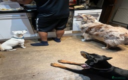 Dobermann dogs for sale: Sweet Doberman Girlie ❤️(price negotiable) - Image 14