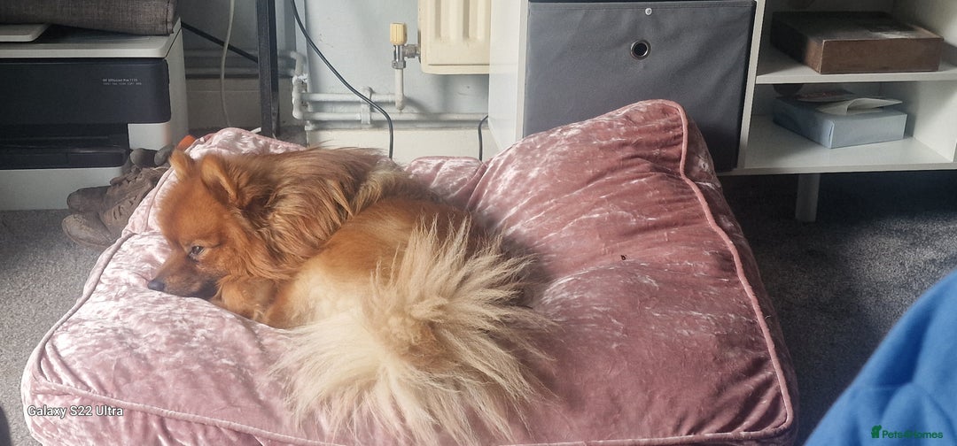 Pomeranian dogs for sale: Gorgeous Pomeranian puppies for sale - Image 17