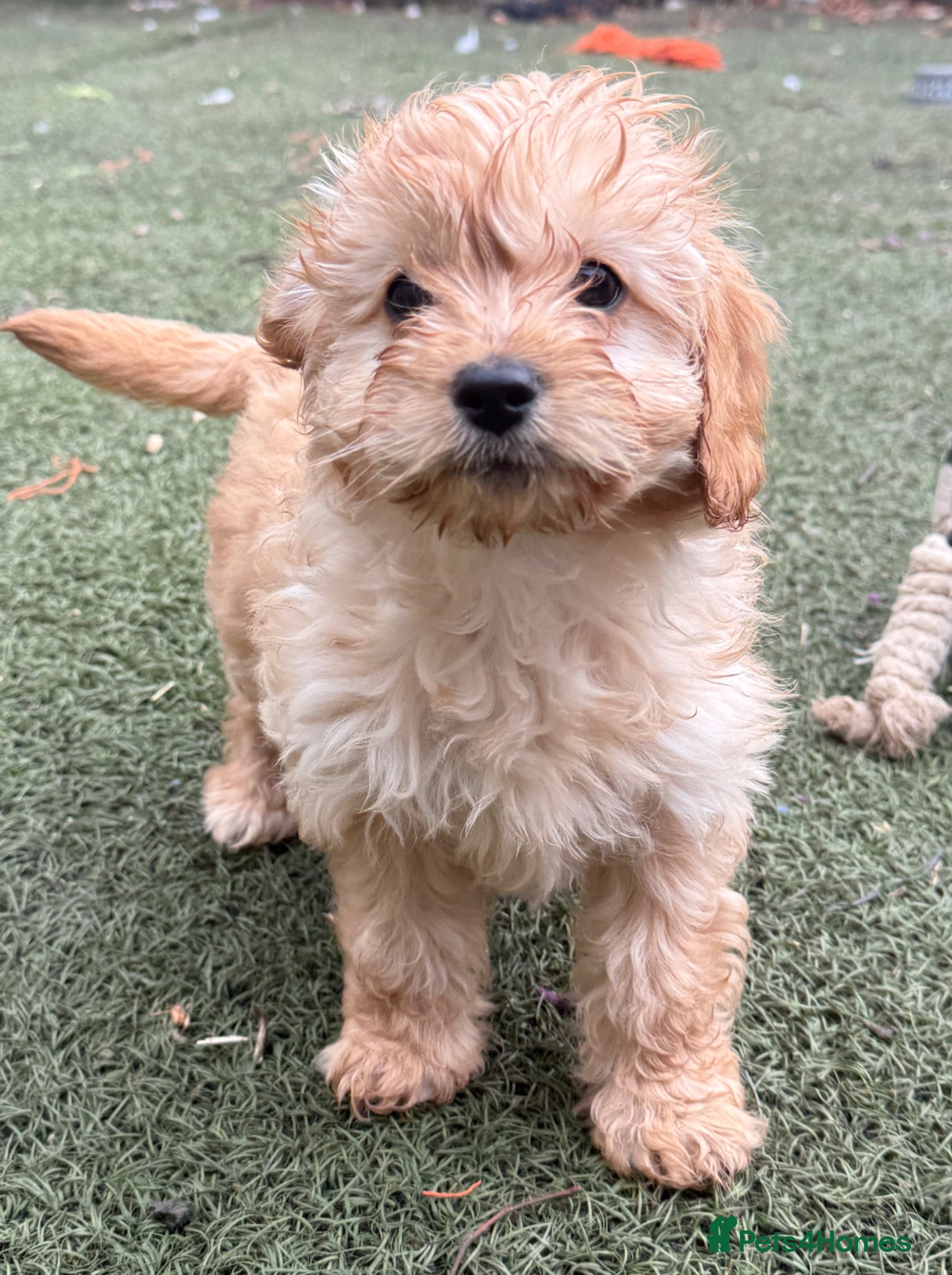 Cavapoo dogs Beautiful Health Tested Cavapoo Puppies - Advert 1