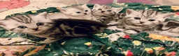 British Shorthair cats for sale: GCCF BSH silver tabby and silver chinchilla girls - Advert 11