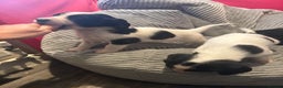 Sprocker dogs for sale: Stunning Sprocker puppies  - Advert 6