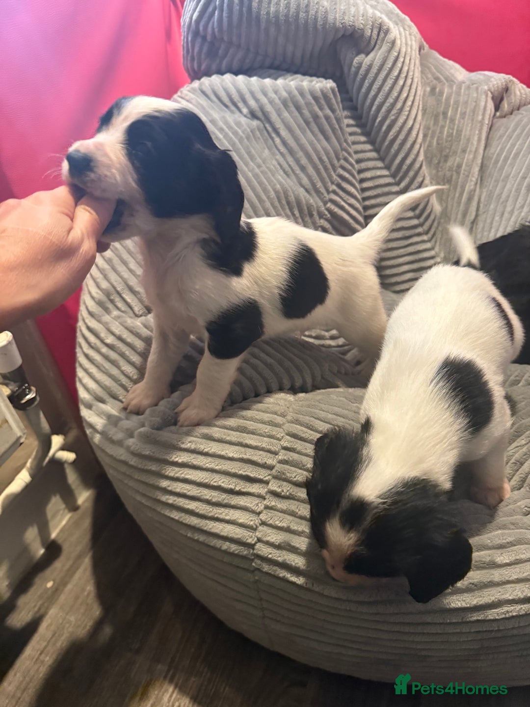 Sprocker dogs for sale: Stunning Sprocker puppies  - Advert 6