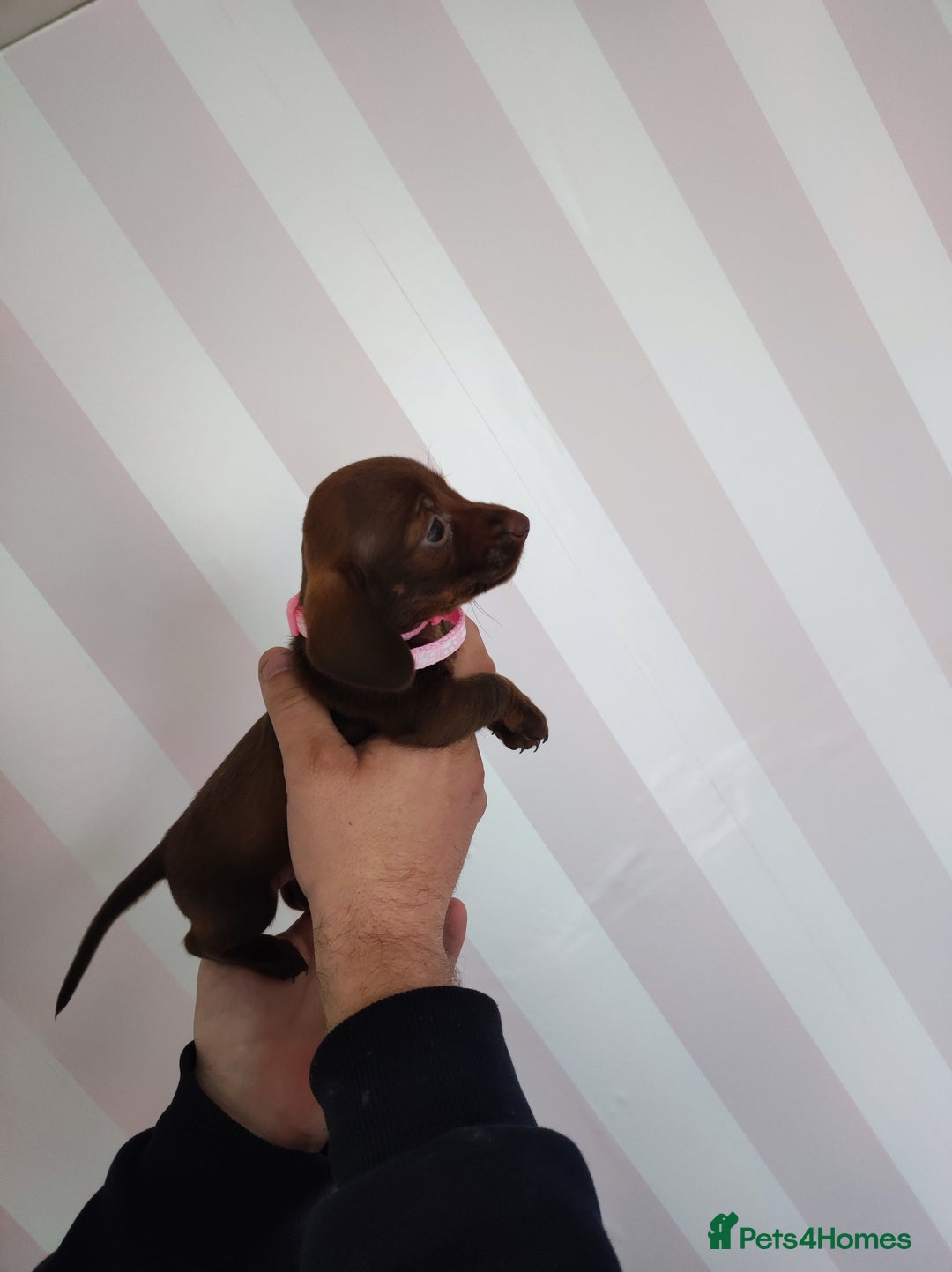 Dachshund dogs for sale: Adorable miniature dachshunds - Image 8